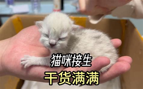 自来猫生孩子|小猫生宝宝怎么处理